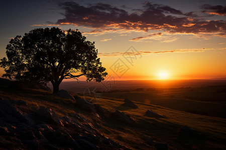 夕阳下的一棵树高清图片
