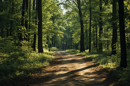 森林间一条泥土路高清图片