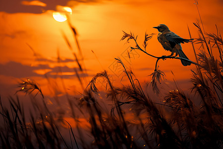 日落枝头黄昏下枝头上的小鸟背景