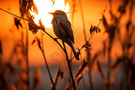 鸣叫夕阳余晖下枝头上的小鸟背景
