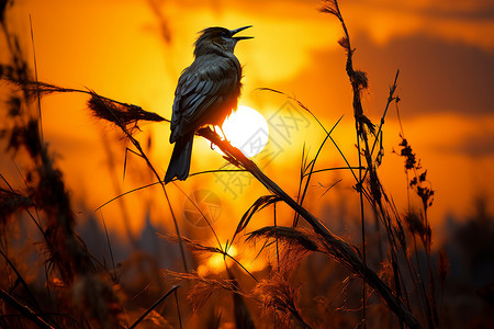 日落枝头树枝上鸣叫的小鸟背景