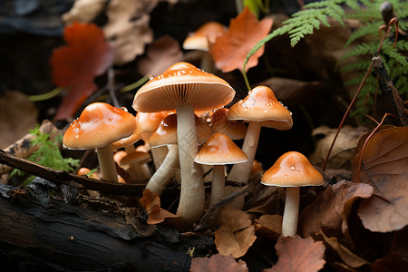 林中蘑菇雨后林中生长的蘑菇背景