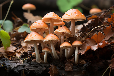 雨后地面树根生长的蘑菇背景