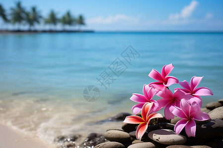 夏季海边粉色的鸡蛋花图片