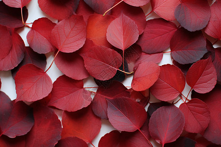 桌面上鲜艳的红叶背景图片