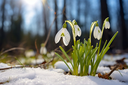初春白雪中的花蕾背景图片