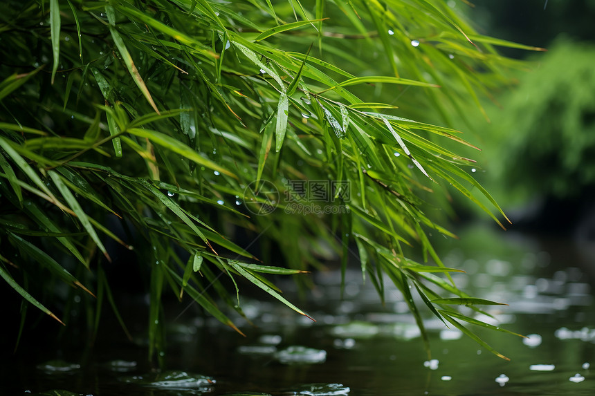 夏季溪流旁的绿色竹林图片