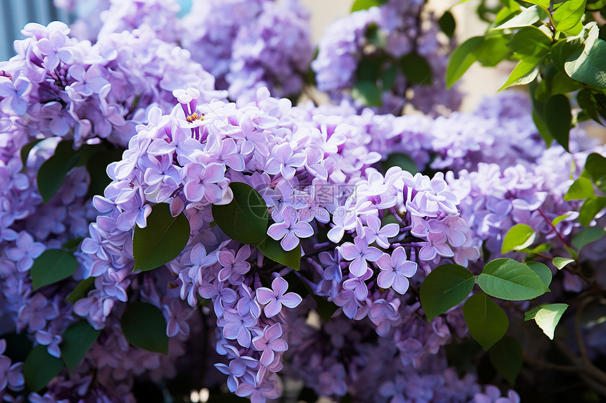 紫色丁香花的特写镜头图片