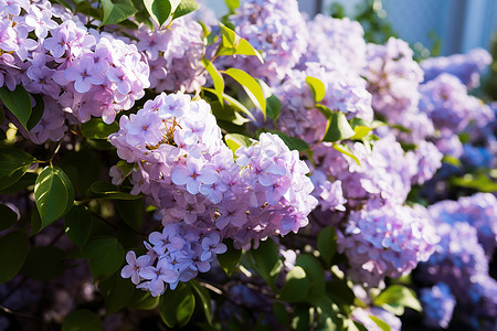 阳光下美丽的丁香花图片