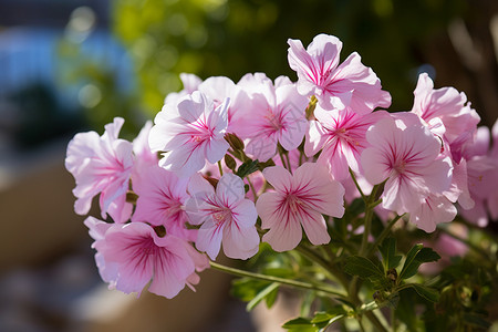 夏季淡粉色的天竺葵花朵高清图片