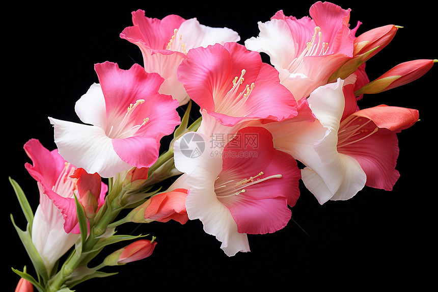 盛开的粉色剑兰花图片