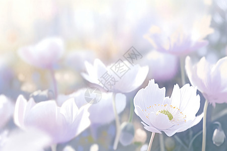 白色阳光阳光下唯美的白色花朵插画