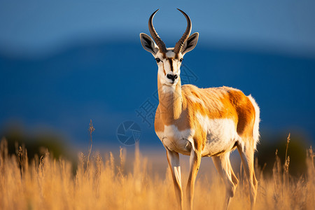 长角羚羊荒野中的叉角羚背景