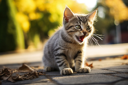 猫道户外道路上的宠物猫咪背景