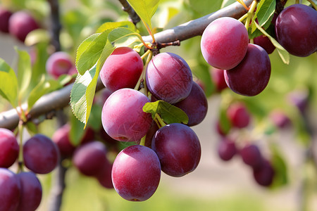 秋季葡萄树枝上成熟的葡萄背景