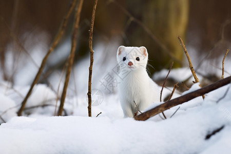 冬季雪地中可爱的鼬鼠背景