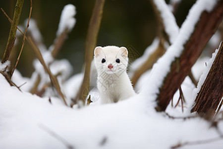 白雪中可爱的小白鼬高清图片