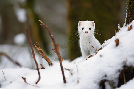 冬季雪地中的鼬鼠高清图片