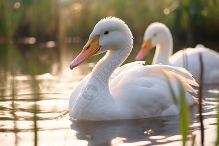 农场湖泊中游泳的白鸭图片