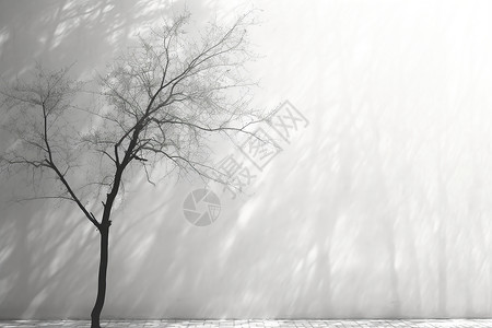 光秃秃孤独的树木倒影黑白背景设计图片