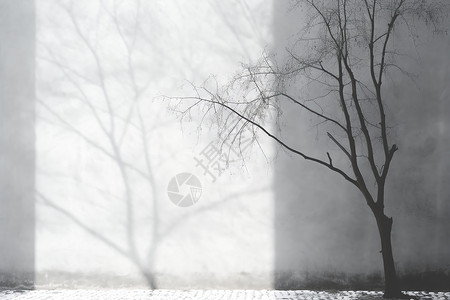 孤独黑白黑白风格的树木倒影背景设计图片