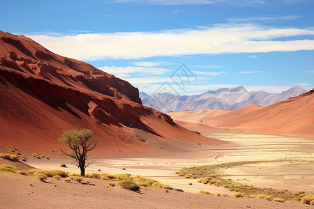 孤立在沙漠中的树图片