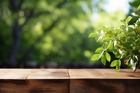 户外木制的木板上的绿植背景