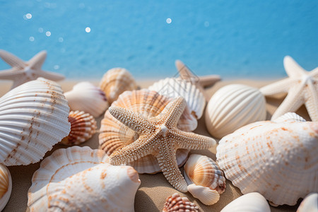 海滩上美丽的海星和贝壳图片