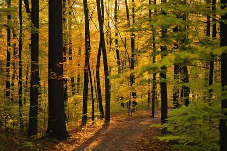 秋日森林的小径景观图片