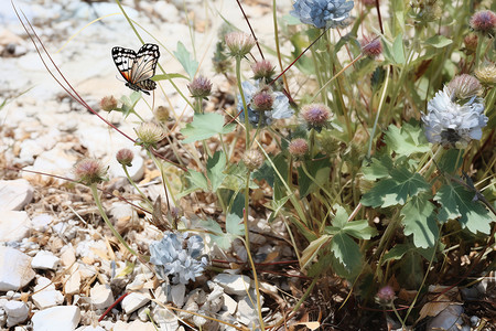 蝴蝶与花的自然背景图片