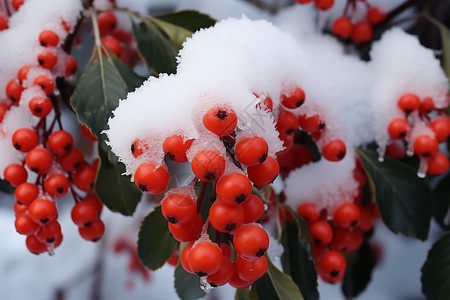 冬日雪中的果实背景图片