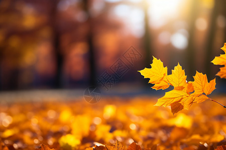 秋天公园中的一片落叶背景图片