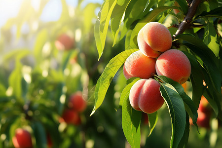 丰收的桃树成熟的桃子高清图片