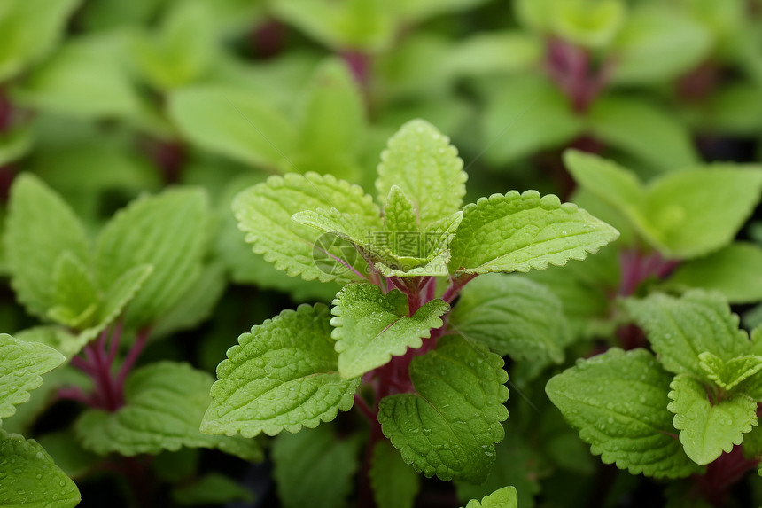 植物紫茎绿叶图片