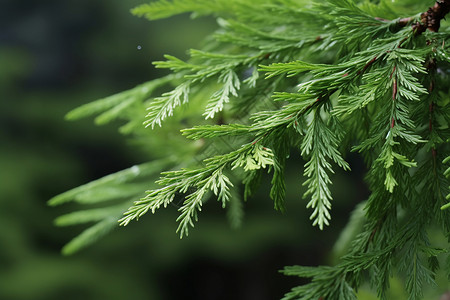 森林中的植物背景图片