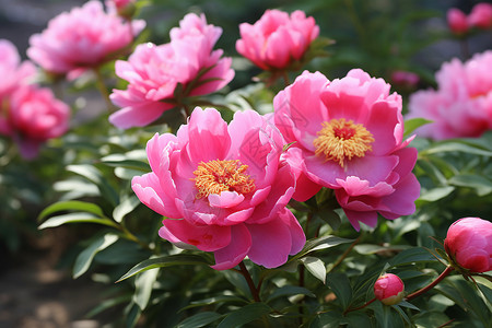 花香四溢的牡丹花图片