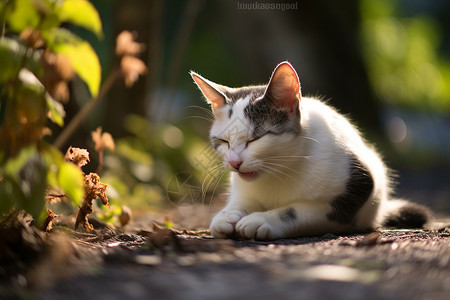 悠闲的猫阳光下悠闲打盹的猫背景