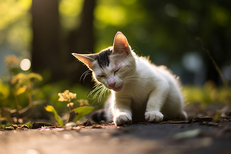 小猫在草地上坐着图片