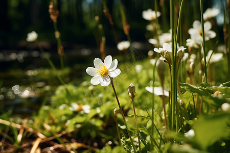 草地上的白花和植物图片