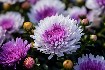 花海中鲜花飘香图片