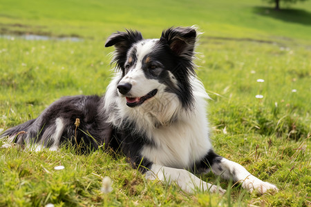 草地上躺着一只狗高清图片