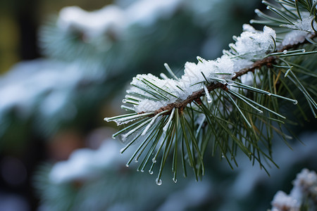 白雪覆盖的松树枝图片