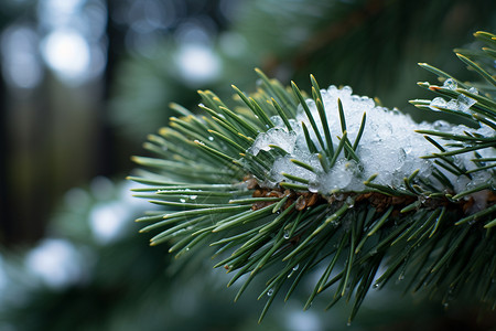 冬日被雪覆盖的松树高清图片