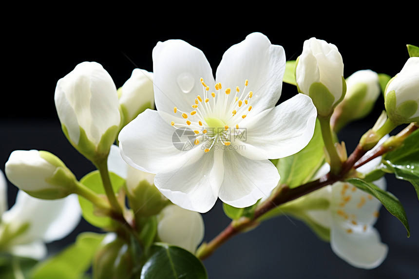 春日白花绽放图片
