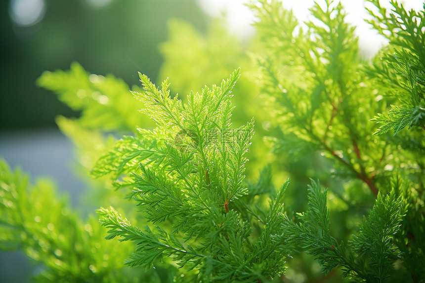 绿色的植物图片