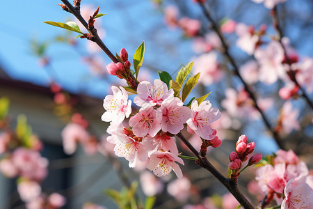 樱花盛开的春天高清图片