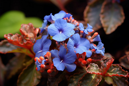 秋日蓝色花卉图片