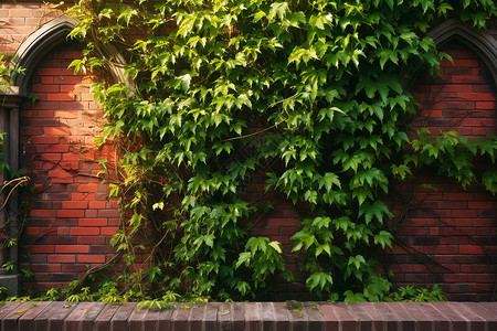 砖墙与绿色藤蔓背景图片