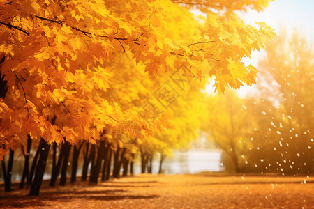 秋天的枫树图片