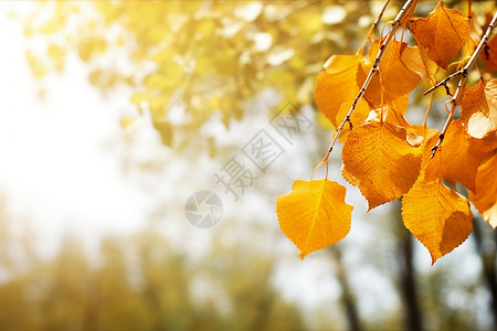 秋日一棵枫树背景图片
